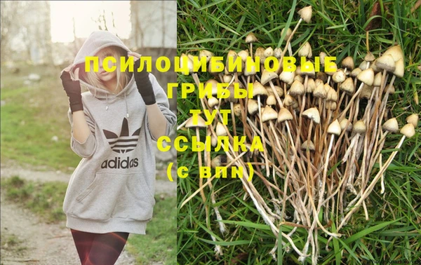 PSILOCYBIN Богородицк